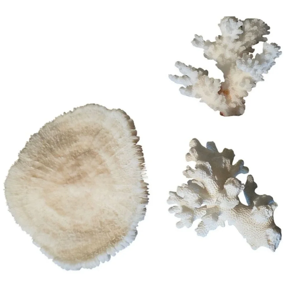 Natural Coral Specimen Trio For Home Décor 2